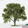1367044 - Tree 3D Models - Exterior and Architecture 3DS Max - 041 3D Max