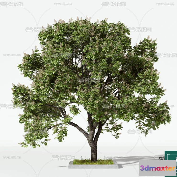 1367044 - Tree 3D Models - Exterior and Architecture 3DS Max - 041 3D Max