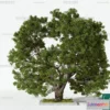 1367105 - Tree 3D Models - Exterior and Architecture 3DS Max - 042 3D Max