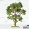 1367170 - Tree 3D Models - Exterior and Architecture 3DS Max - 043 3D Max