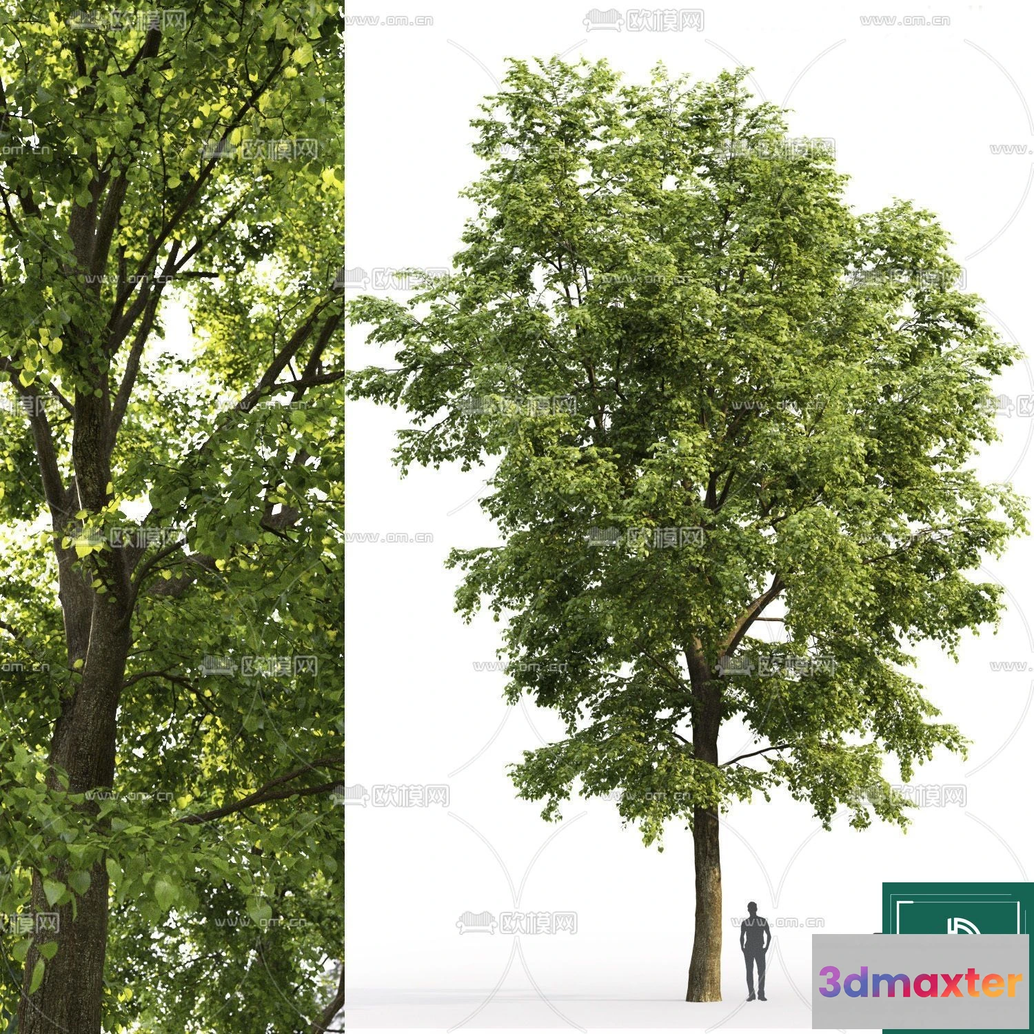 1367298 - Tree 3D Models - Exterior and Architecture 3DS Max - 045 3D Max