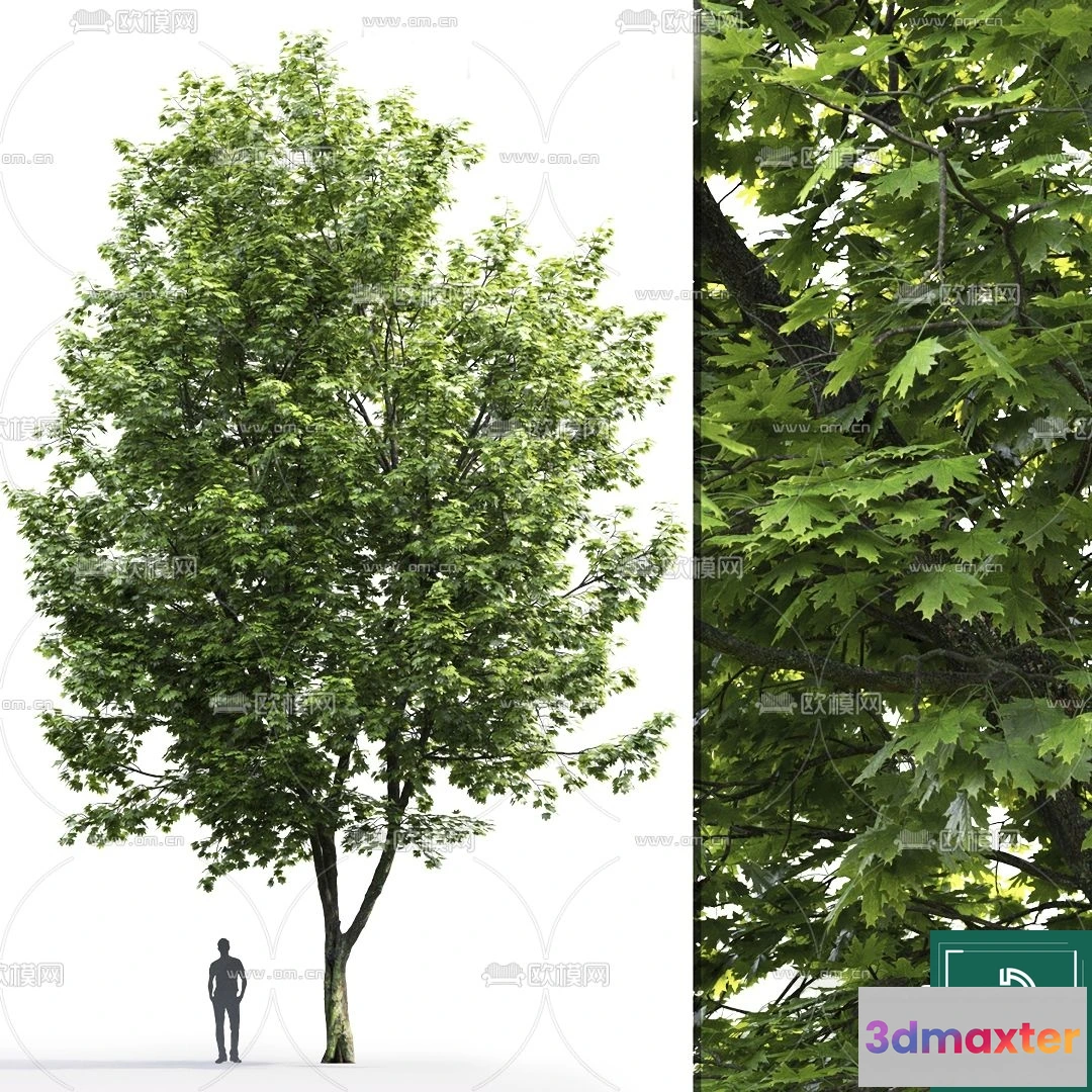 1367360 - Tree 3D Models - Exterior and Architecture 3DS Max - 046 3D Max