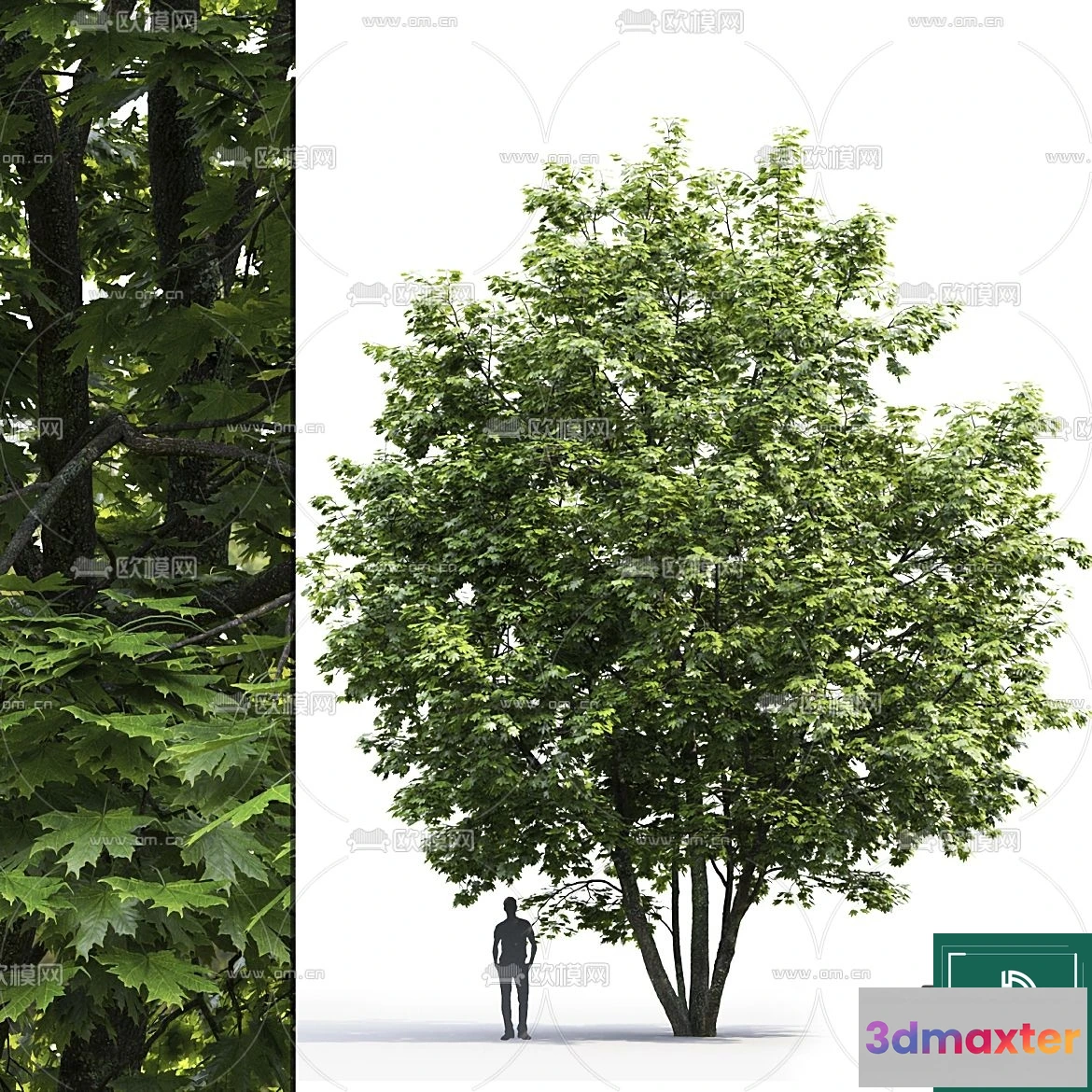 1367432 - Tree 3D Models - Exterior and Architecture 3DS Max - 047 3D Max