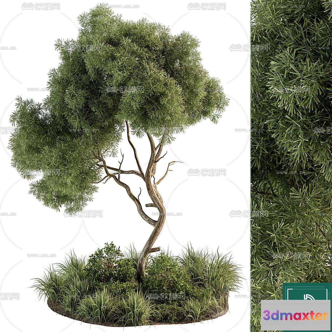 1367574 - Tree 3D Models - Exterior and Architecture 3DS Max - 049 3D Max