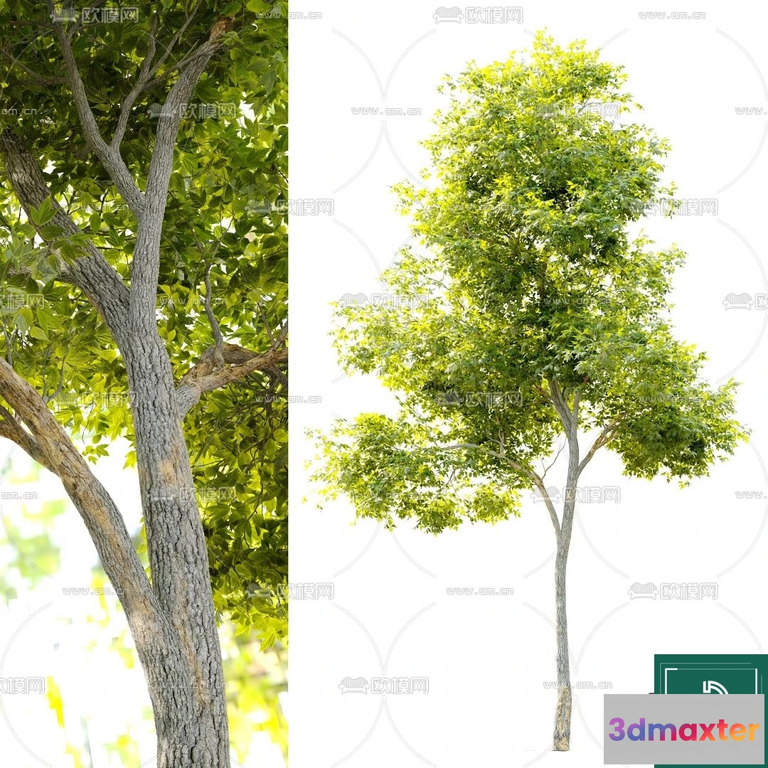 1367656 - Tree 3D Models - Exterior and Architecture 3DS Max - 050 3D Max