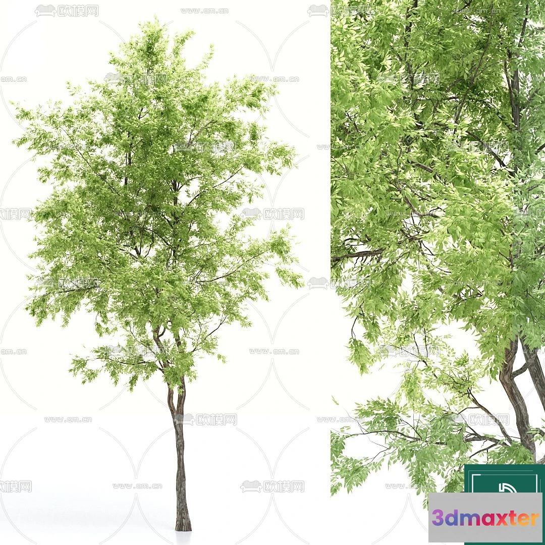 1367722 - Tree 3D Models - Exterior and Architecture 3DS Max - 051 3D Max