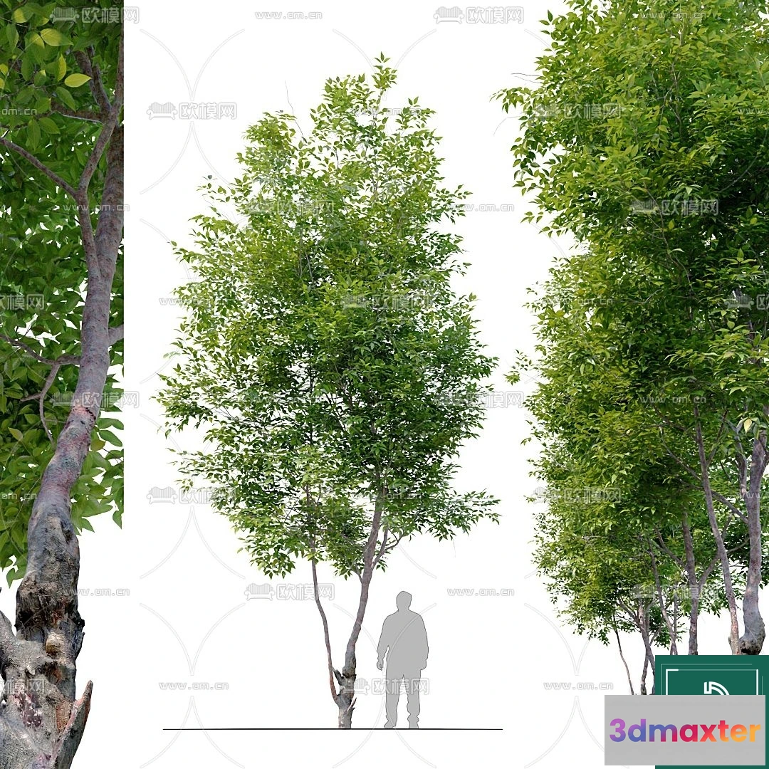 1367787 - Tree 3D Models - Exterior and Architecture 3DS Max - 052 3D Max