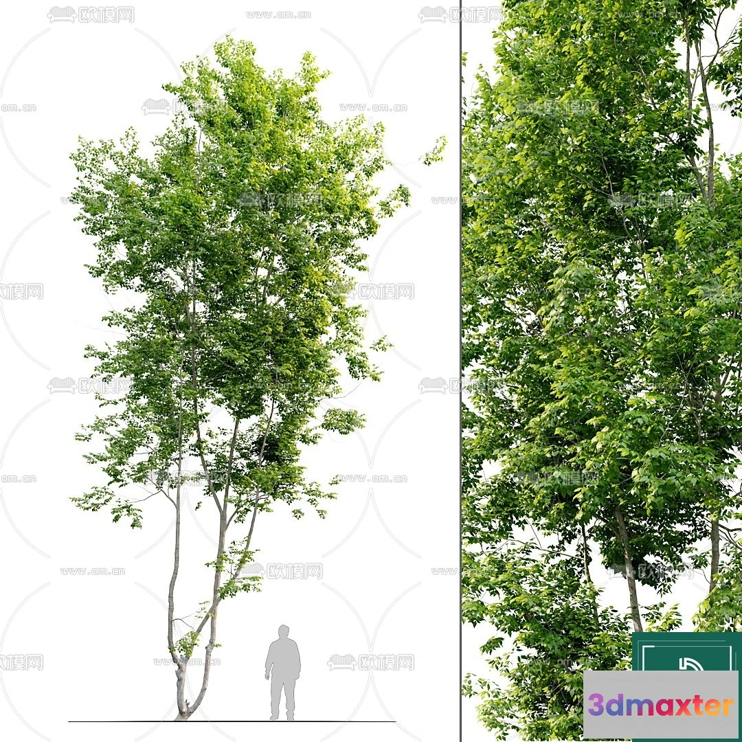 1367925 - Tree 3D Models - Exterior and Architecture 3DS Max - 054 3D Max