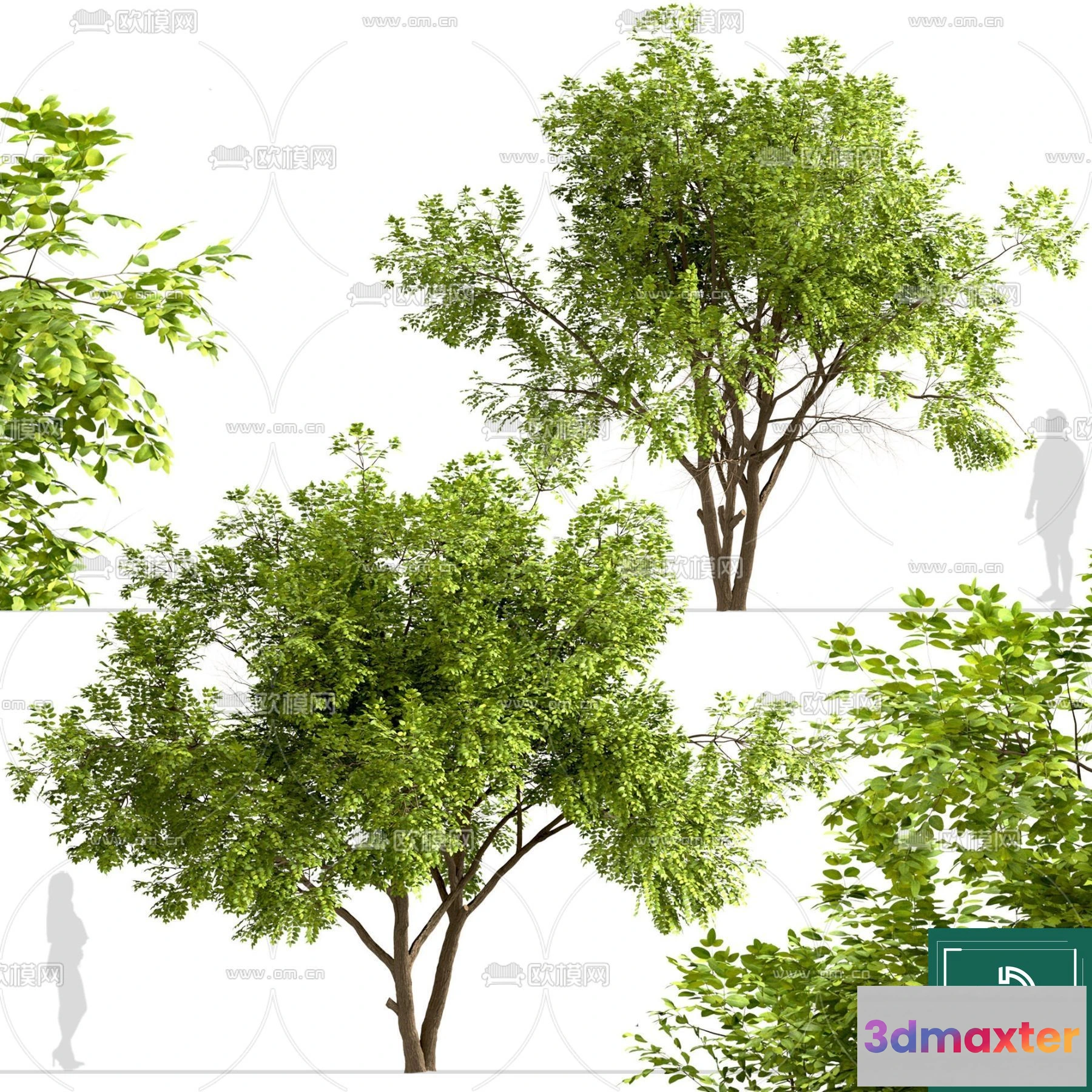 1367996 - Tree 3D Models - Exterior and Architecture 3DS Max - 055 3D Max