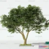 1368198 - Tree 3D Models - Exterior and Architecture 3DS Max - 058 3D Max