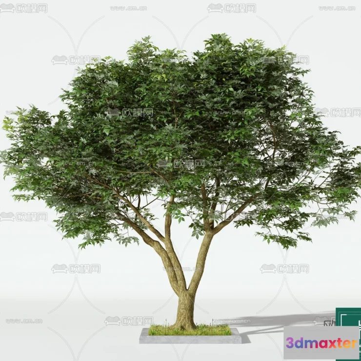 1368198 - Tree 3D Models - Exterior and Architecture 3DS Max - 058 3D Max