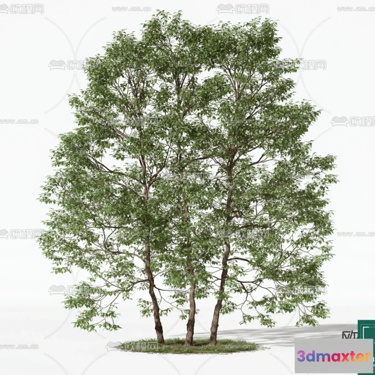 1368322 - Tree 3D Models - Exterior and Architecture 3DS Max - 060 3D Max