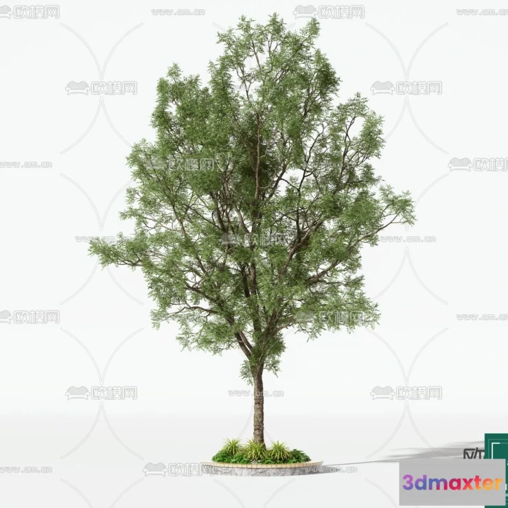 1368388 - Tree 3D Models - Exterior and Architecture 3DS Max - 061 3D Max