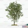 1368452 - Tree 3D Models - Exterior and Architecture 3DS Max - 062 3D Max