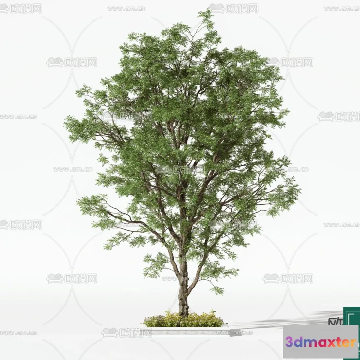 1368452 - Tree 3D Models - Exterior and Architecture 3DS Max - 062 3D Max