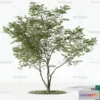 1368517 - Tree 3D Models - Exterior and Architecture 3DS Max - 063 3D Max
