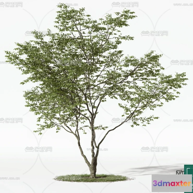 1368517 - Tree 3D Models - Exterior and Architecture 3DS Max - 063 3D Max