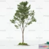 1368591 - Tree 3D Models - Exterior and Architecture 3DS Max - 064 3D Max