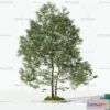 1368662 - Tree 3D Models - Exterior and Architecture 3DS Max - 065 3D Max