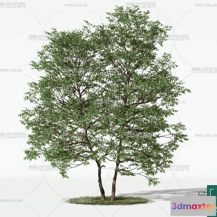 1368866 - Tree 3D Models - Exterior and Architecture 3DS Max - 068 3D Max