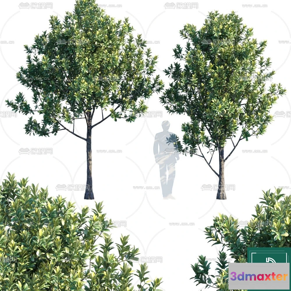1368936 - Tree 3D Models - Exterior and Architecture 3DS Max - 069 3D Max