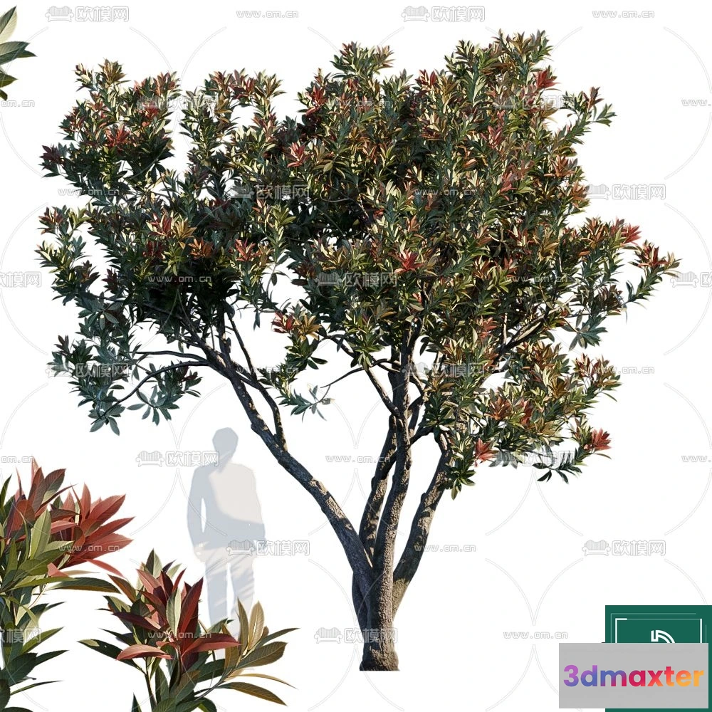1369005 - Tree 3D Models - Exterior and Architecture 3DS Max - 070 3D Max