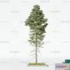 1369221 - Tree 3D Models - Exterior and Architecture 3DS Max - 073 3D Max