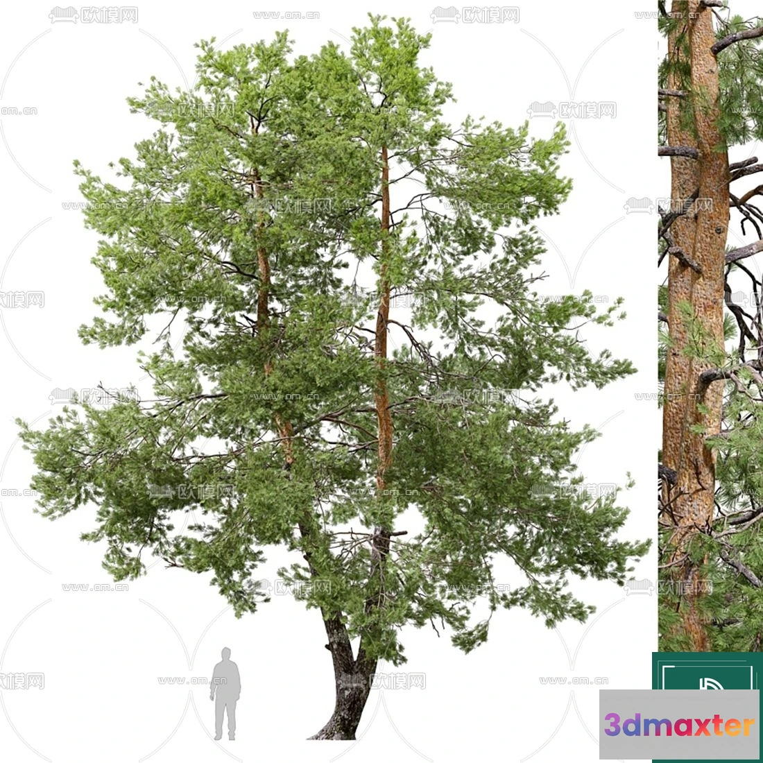 1369279 - Tree 3D Models - Exterior and Architecture 3DS Max - 074 3D Max