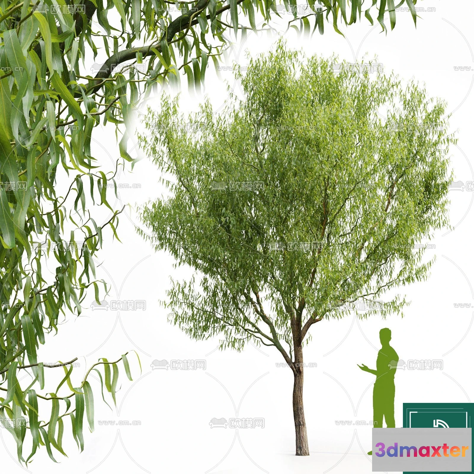 1369421 - Tree 3D Models - Exterior and Architecture 3DS Max - 076 3D Max