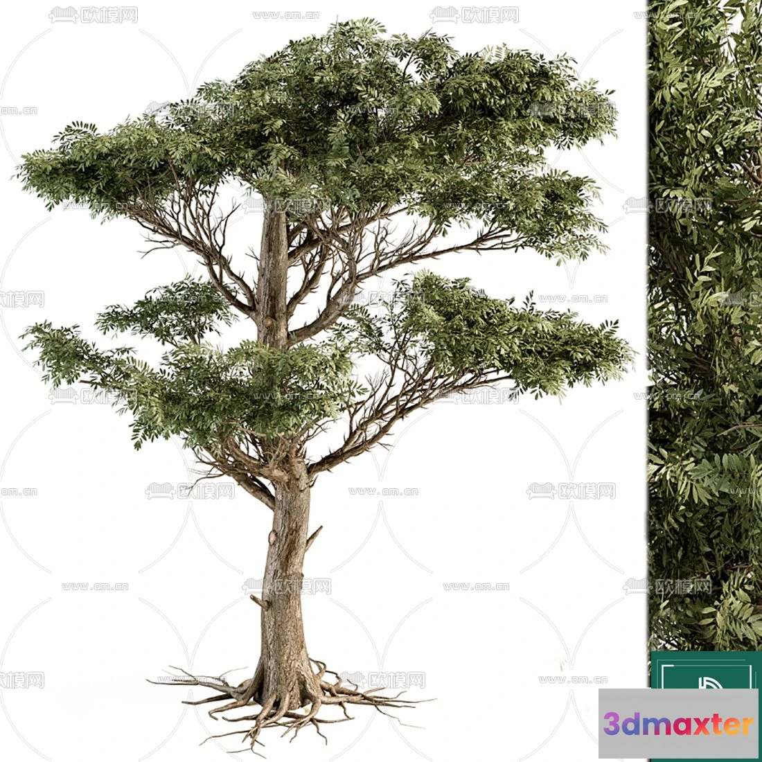 1369558 - Tree 3D Models - Exterior and Architecture 3DS Max - 078 3D Max