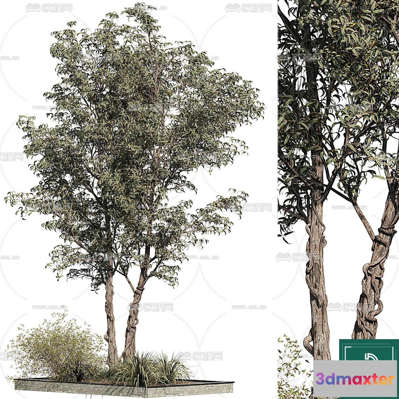 1369811 - Tree 3D Models - Exterior and Architecture 3DS Max - 082 3D Max