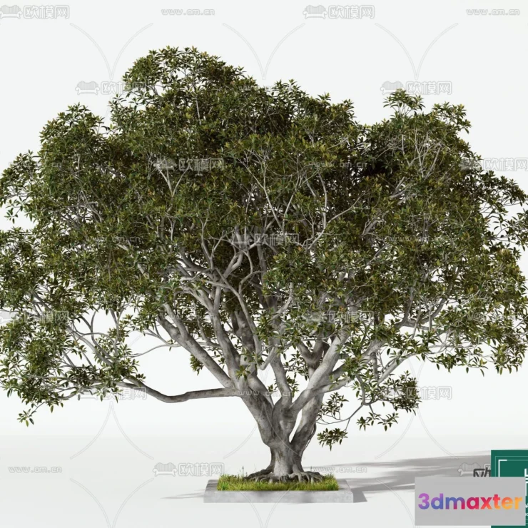 1369874 - Tree 3D Models - Exterior and Architecture 3DS Max - 083 3D Max