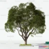 1369955 - Tree 3D Models - Exterior and Architecture 3DS Max - 084 3D Max