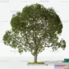 1370020 - Tree 3D Models - Exterior and Architecture 3DS Max - 085 3D Max