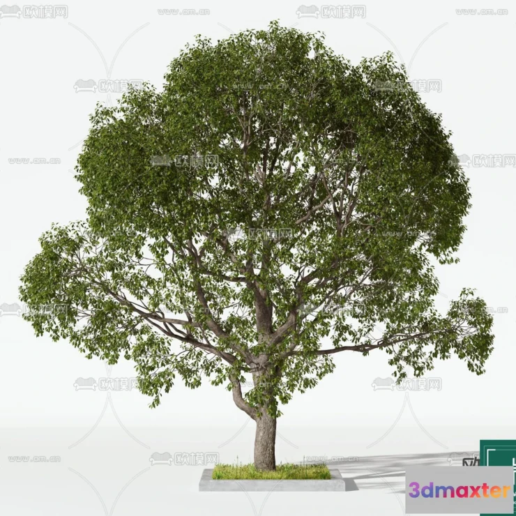 1370020 - Tree 3D Models - Exterior and Architecture 3DS Max - 085 3D Max