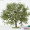 1370088 - Tree 3D Models - Exterior and Architecture 3DS Max - 086 3D Max