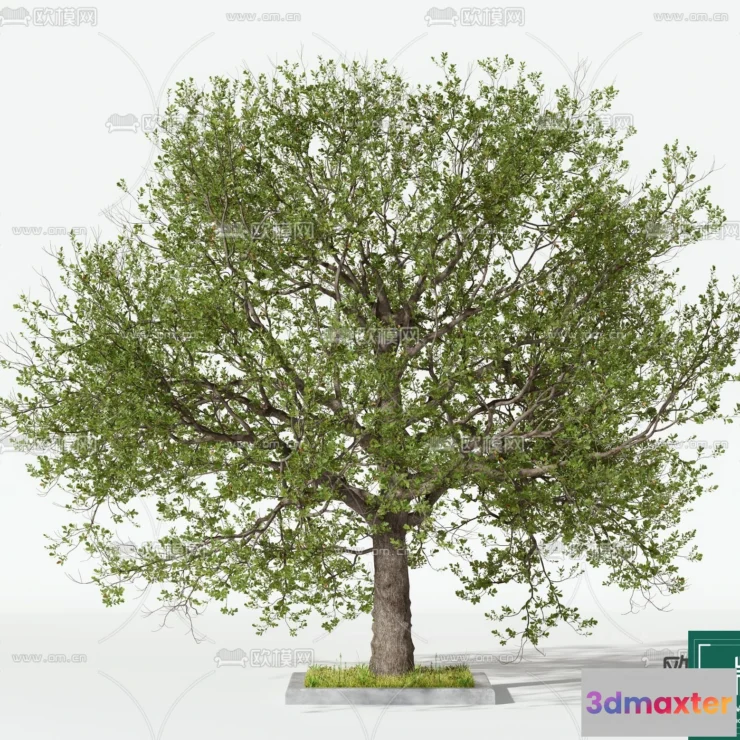 1370088 - Tree 3D Models - Exterior and Architecture 3DS Max - 086 3D Max
