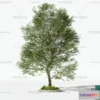 1370156 - Tree 3D Models - Exterior and Architecture 3DS Max - 087 3D Max