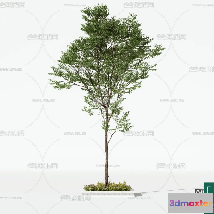 1370219 - Tree 3D Models - Exterior and Architecture 3DS Max - 088 3D Max