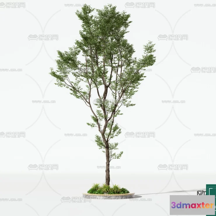 1370278 - Tree 3D Models - Exterior and Architecture 3DS Max - 089 3D Max
