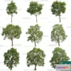 1370478 - Tree 3D Models - Exterior and Architecture 3DS Max - 092 3D Max
