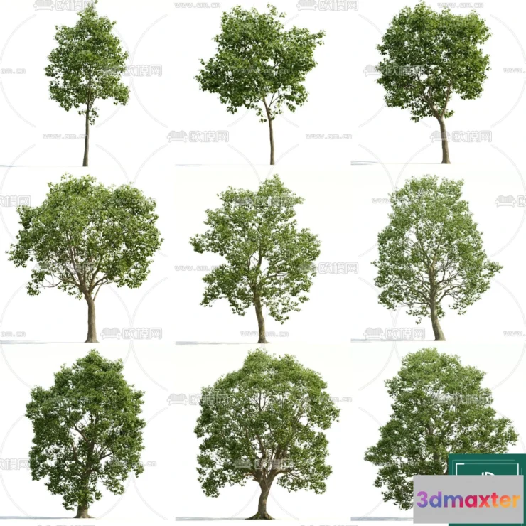 1370478 - Tree 3D Models - Exterior and Architecture 3DS Max - 092 3D Max