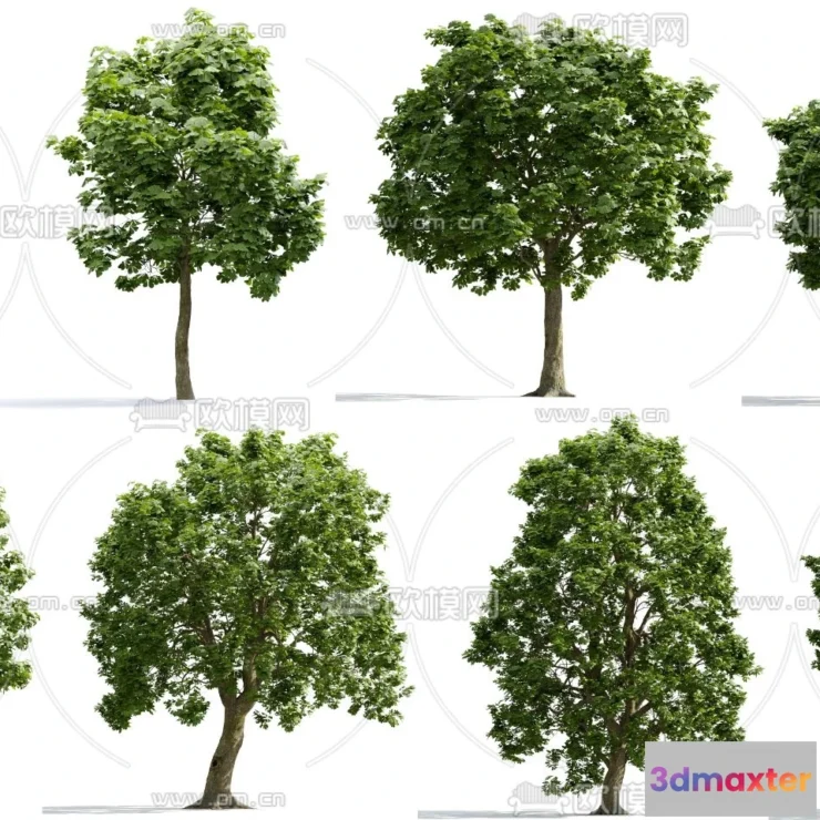 1370620 - Tree 3D Models - Exterior and Architecture 3DS Max - 094 3D Max