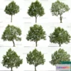 1370688 - Tree 3D Models - Exterior and Architecture 3DS Max - 095 3D Max