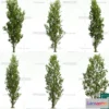 1370752 - Tree 3D Models - Exterior and Architecture 3DS Max - 096 3D Max