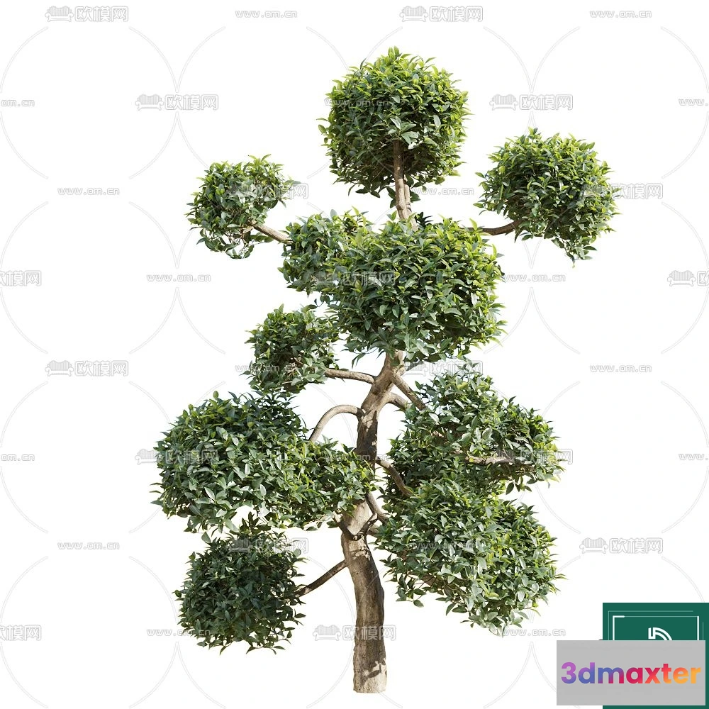 1370818 - Tree 3D Models - Exterior and Architecture 3DS Max - 097 3D Max