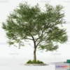1370881 - Tree 3D Models - Exterior and Architecture 3DS Max - 098 3D Max