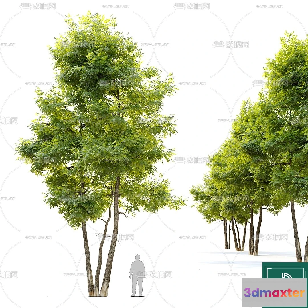 1371137 - Tree 3D Models - Exterior and Architecture 3DS Max - 102 3D Max