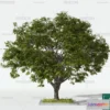 1371205 - Tree 3D Models - Exterior and Architecture 3DS Max - 103 3D Max