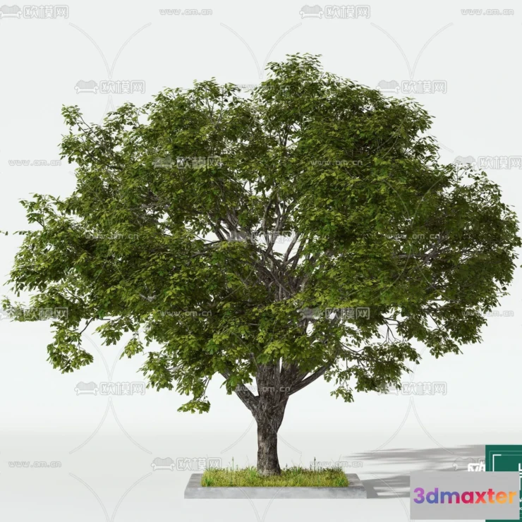 1371205 - Tree 3D Models - Exterior and Architecture 3DS Max - 103 3D Max